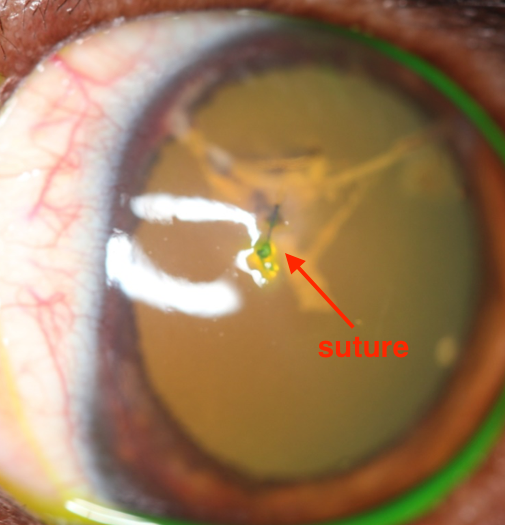 A close up image of dog's damaged eye